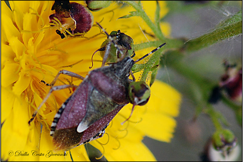 Dolycoris baccarum